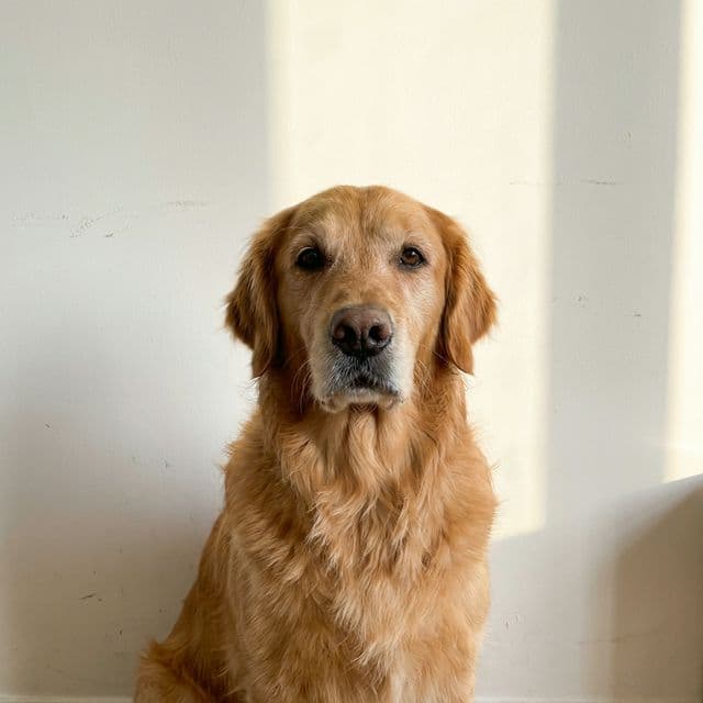 Foto original de mascota